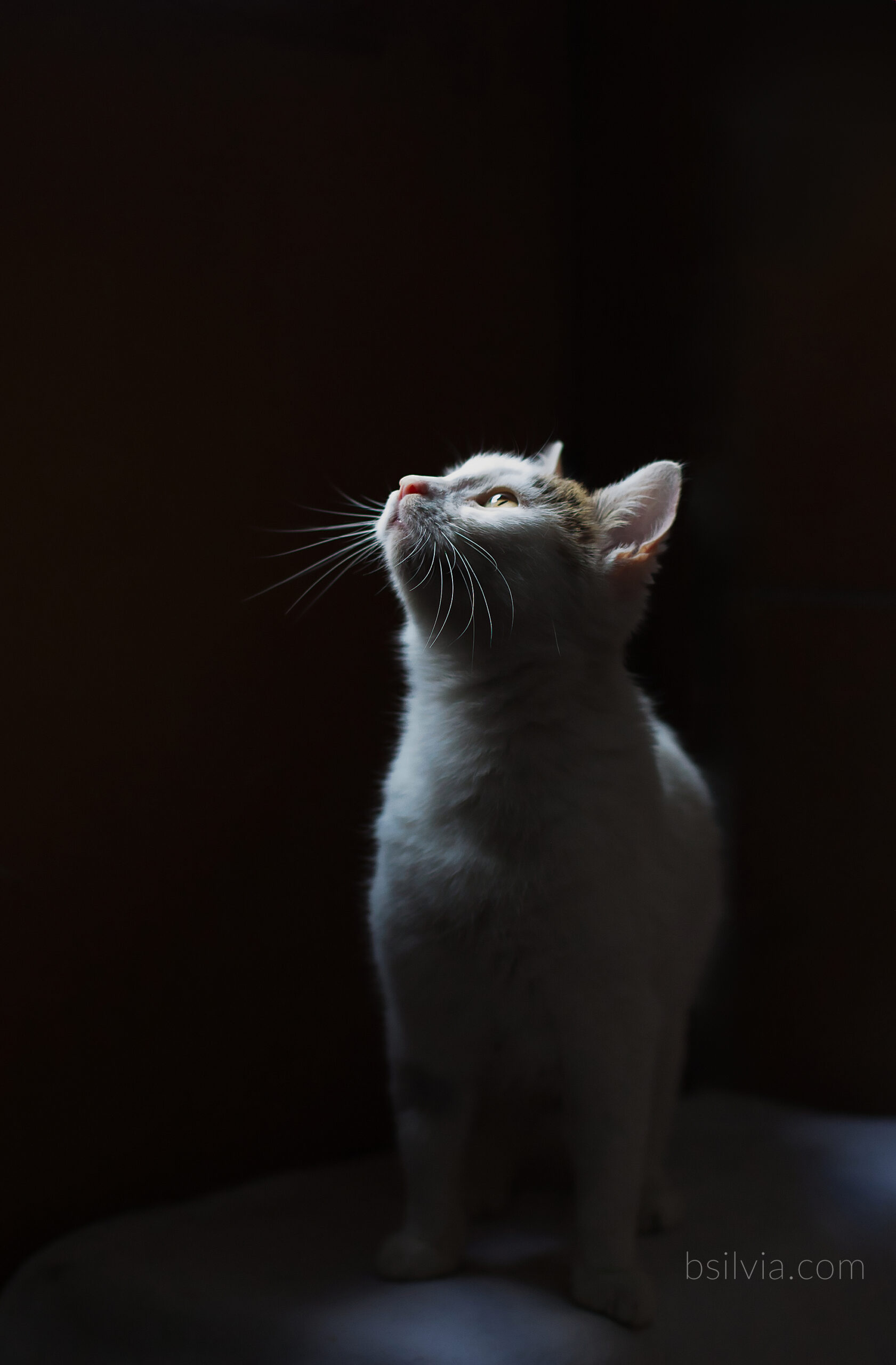 Rescue Cat Photography