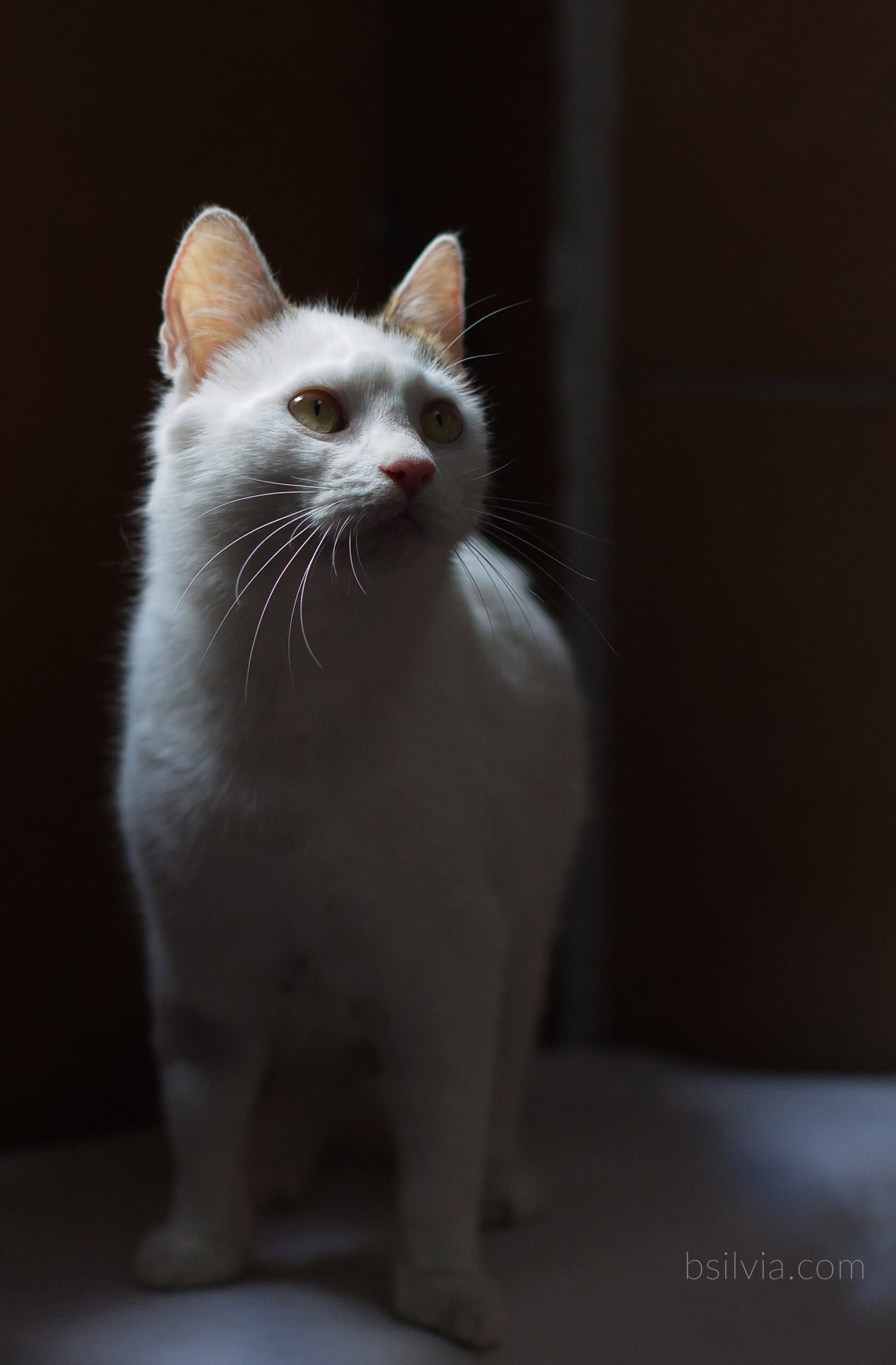 Rescue Cat Photography