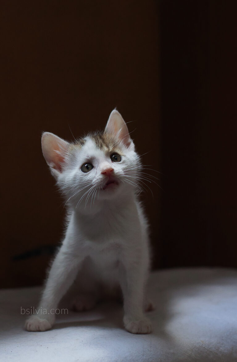 Rescue Cat Photography