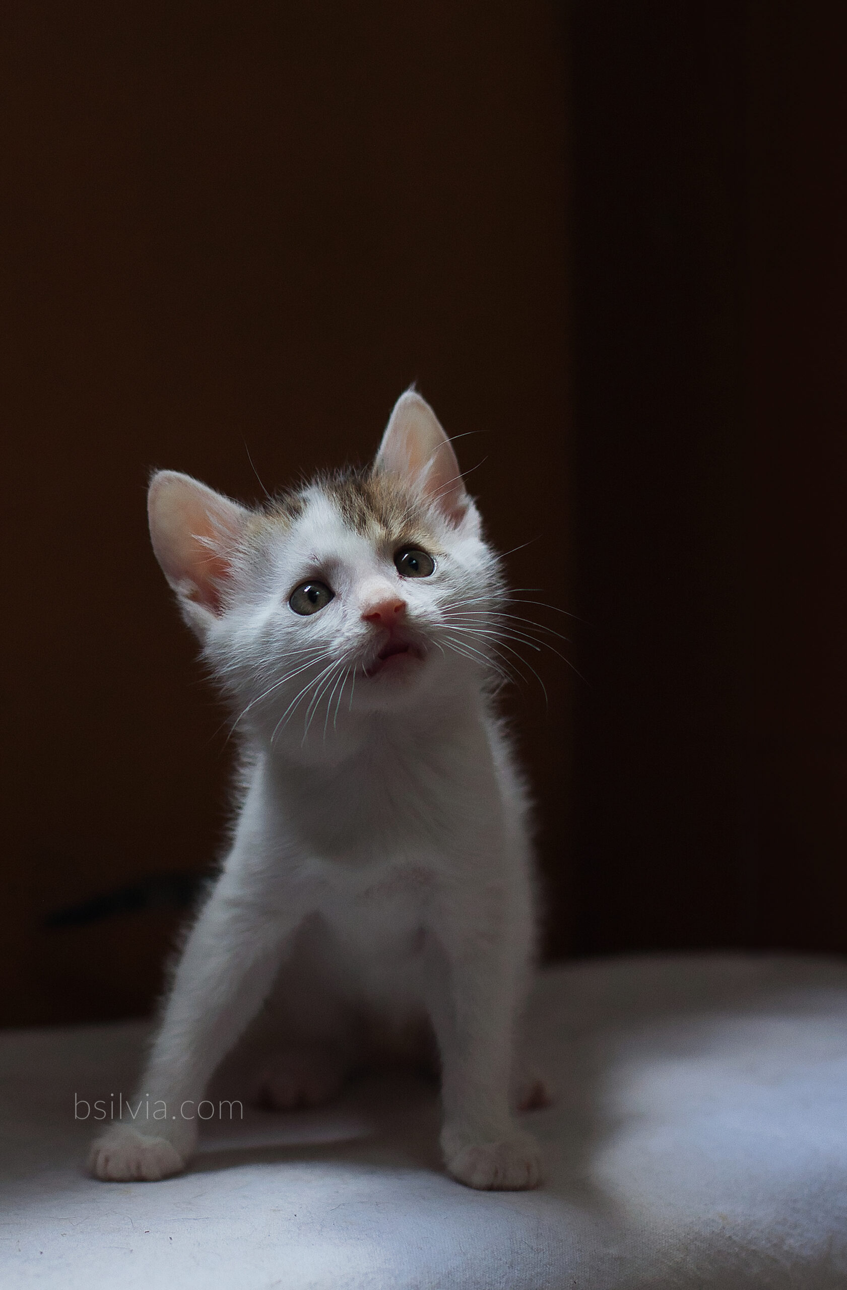 Rescue Cat Photography