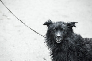 No-kill animal shelter