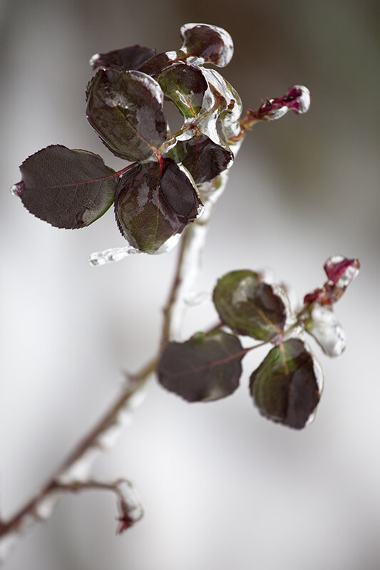 Just a few Winter images from my front yard.