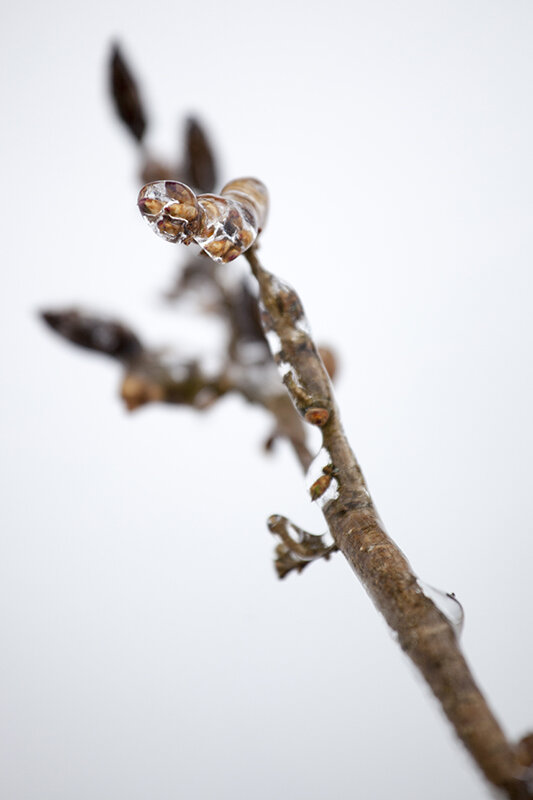 Just a few Winter images from my front yard.
