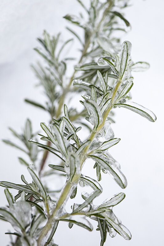 Just a few Winter images from my front yard.