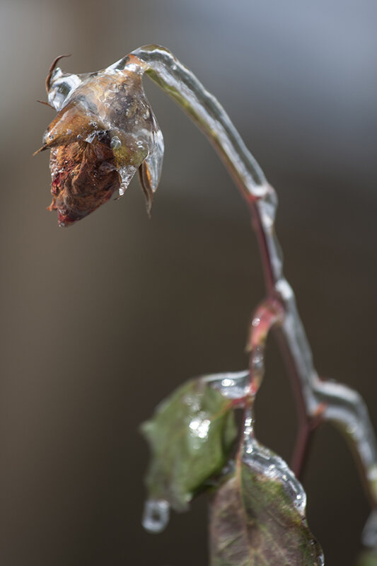 Just a few Winter images from my front yard.