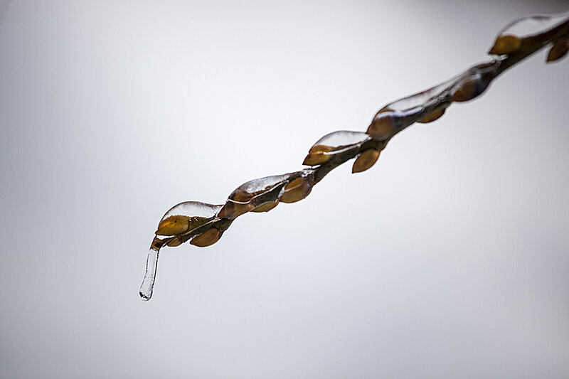 Just a few Winter images from my front yard.