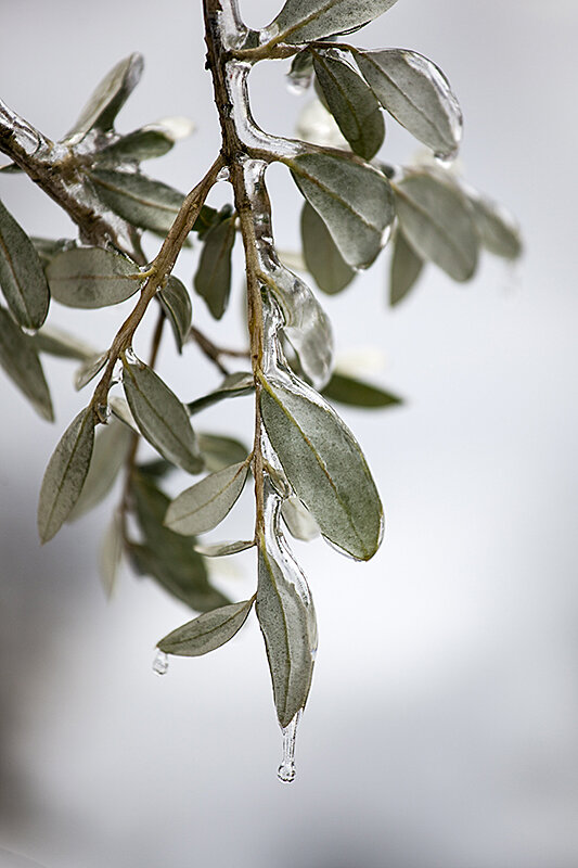 Just a few Winter images from my front yard.