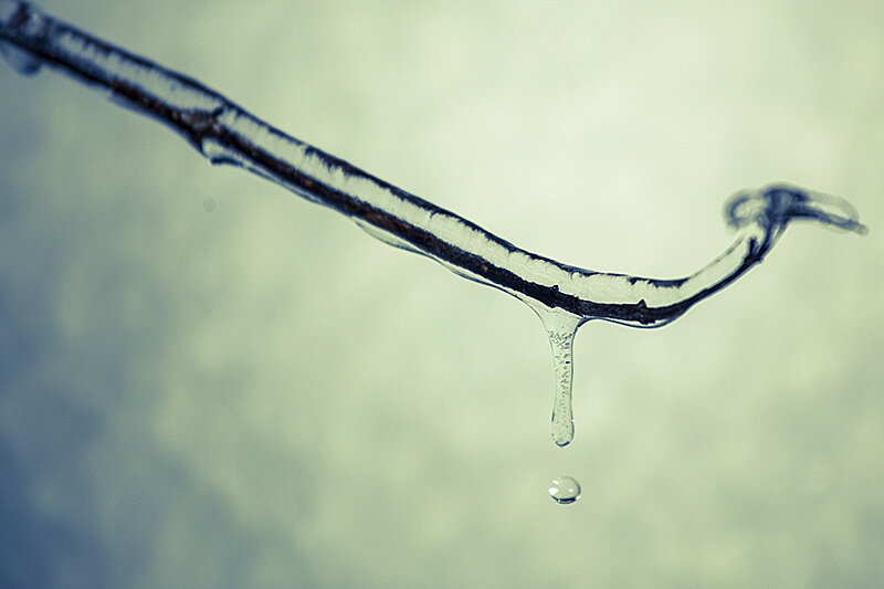 Just a few Winter images from my front yard.