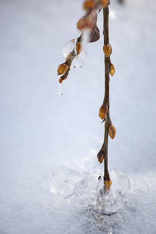 Just a few Winter images from my front yard.