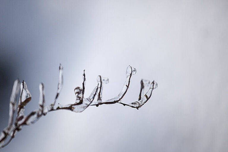 Just a few Winter images from my front yard.