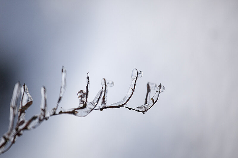 Just a few Winter images from my front yard.