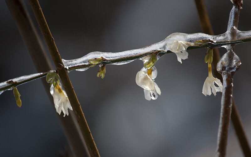 Just a few Winter images from my front yard.
