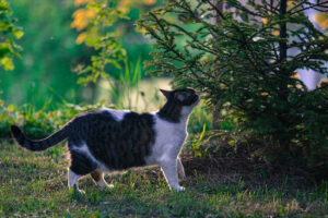 April Backyard Photo Session with neighbor's cats Paloma and Mrvy