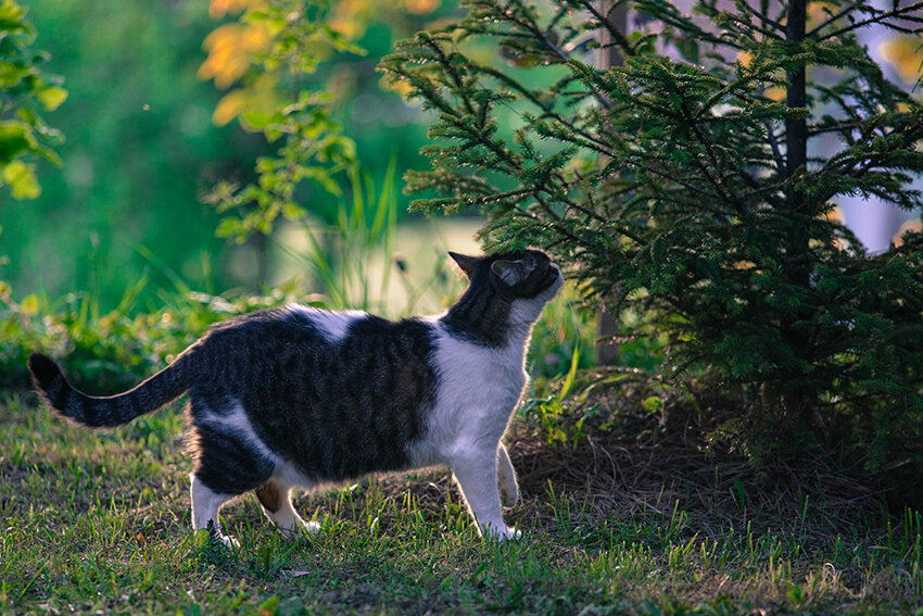 April Backyard Photo Session with neighbor's cats Paloma and Mrvy