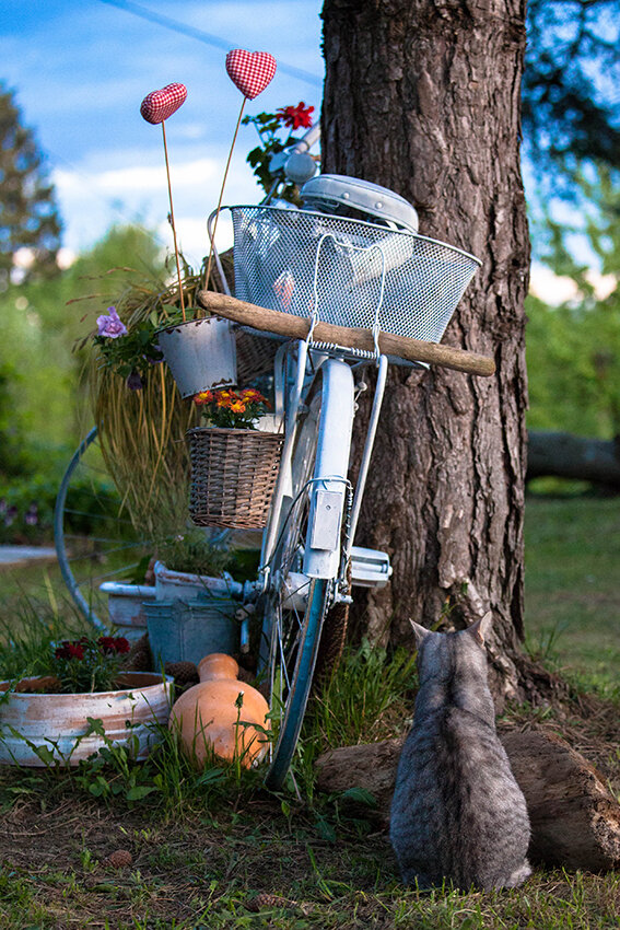 April Backyard Photo Session with neighbor's cats Paloma and Mrvy