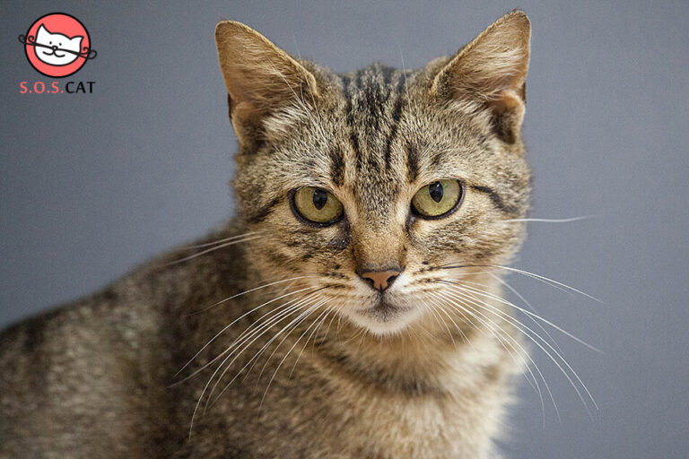 Rescue cat photography