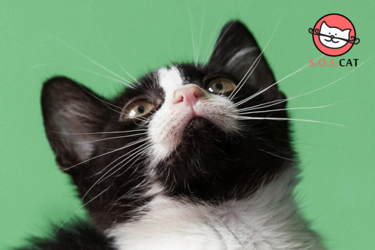 foster cat