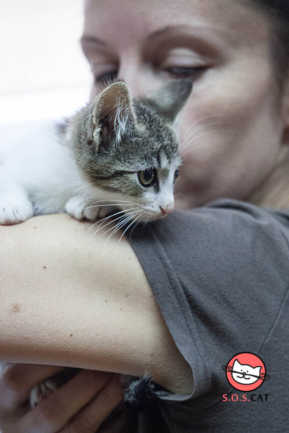 Rescue Cat Photography