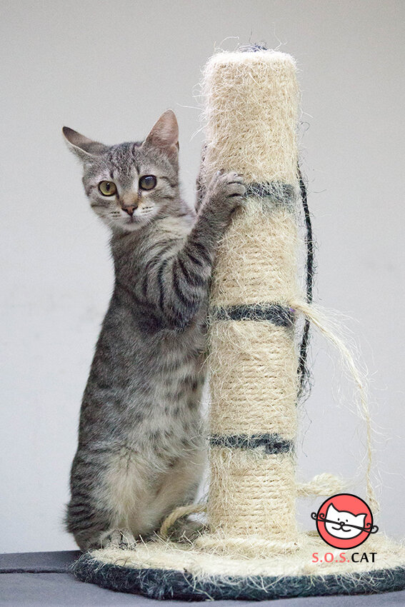 Rescue Cat Photography