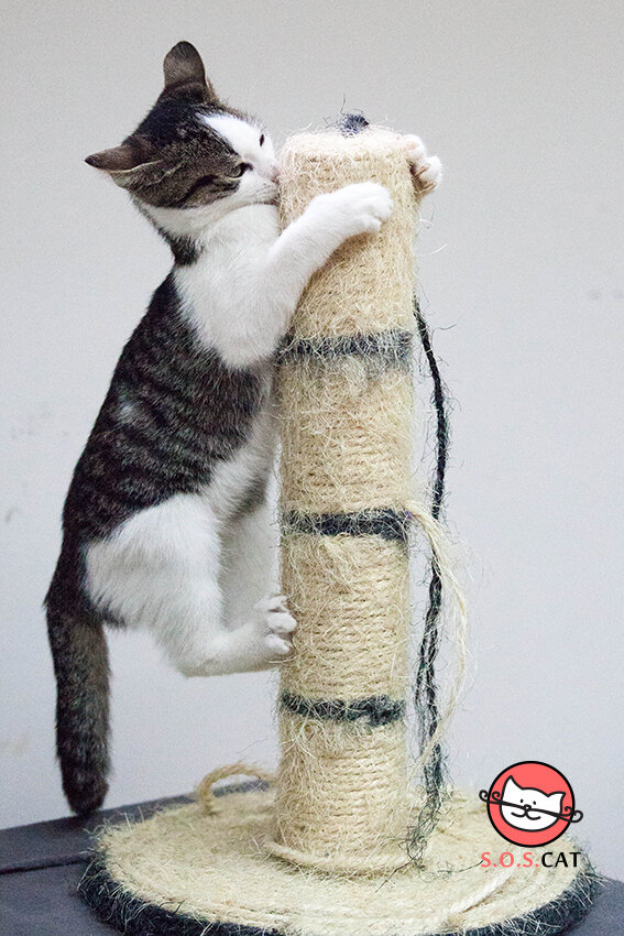 Rescue Cat Photography