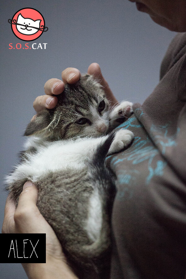 Rescue Cat Photography