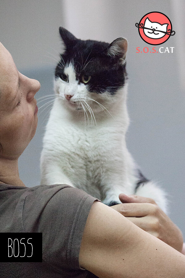 Rescue Cat Photography