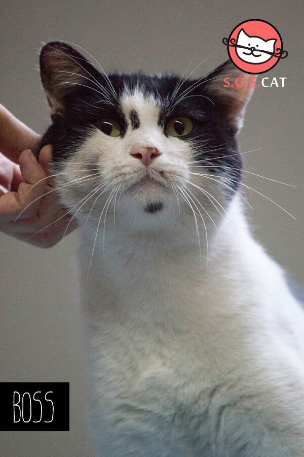 Rescue Cat Photography