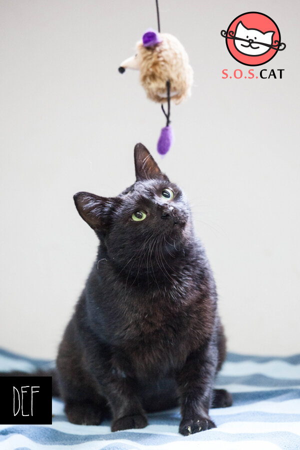 Rescue Cat Photography