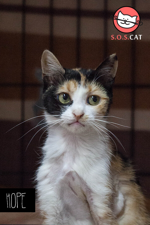 Rescue Cat Photography