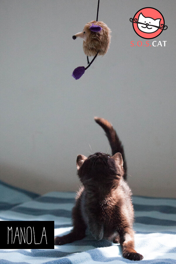Rescue Cat Photography