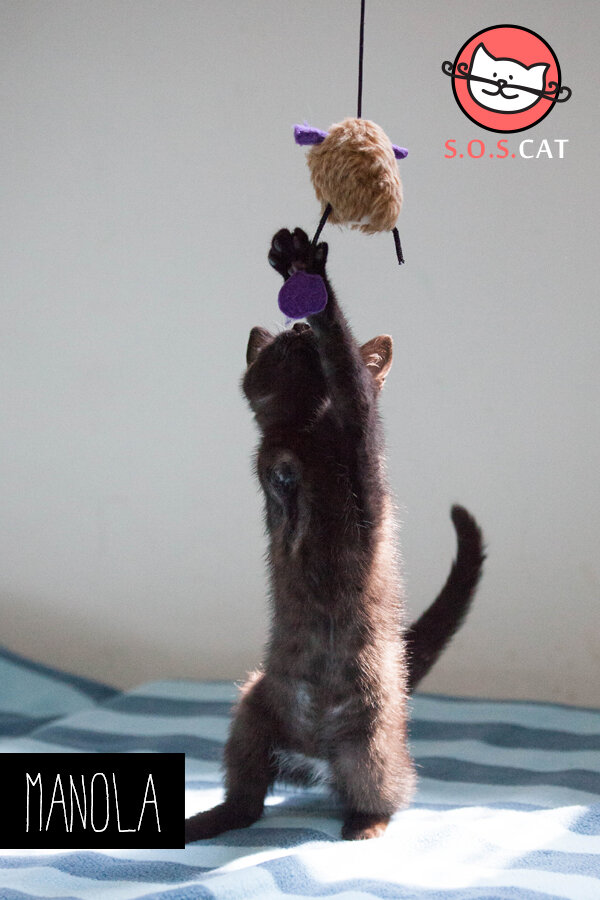 Rescue Cat Photography