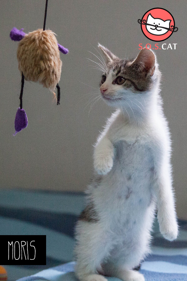 Rescue Cat Photography