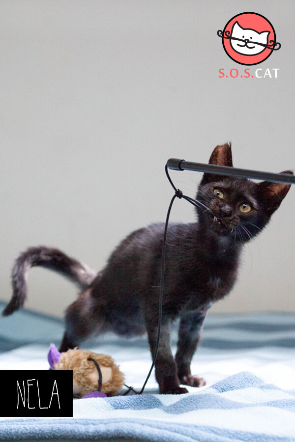 Rescue Cat Photography