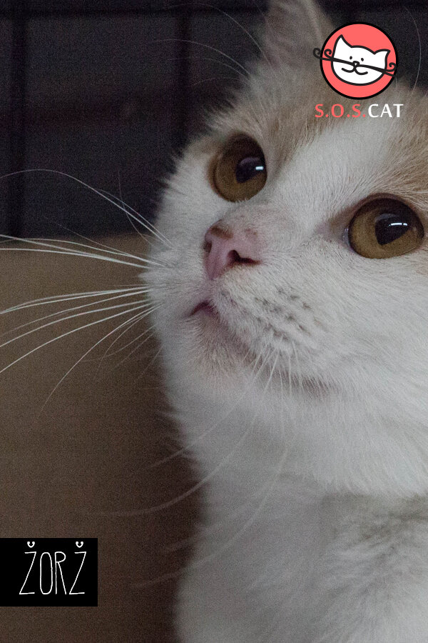 Rescue Cat Photography