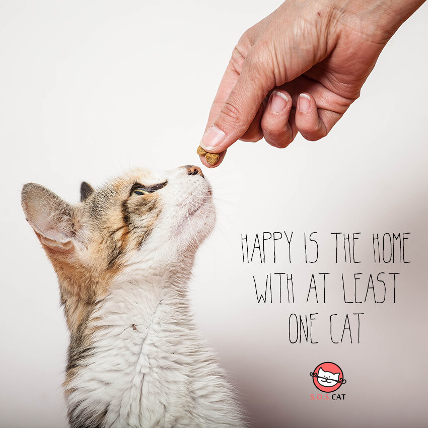 Rescue Cat Photography