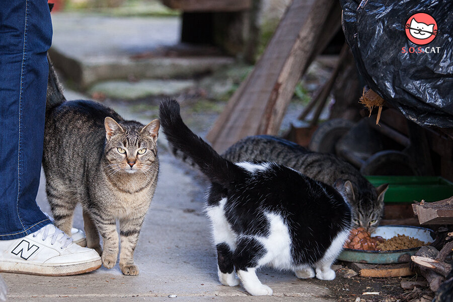 City feral cats