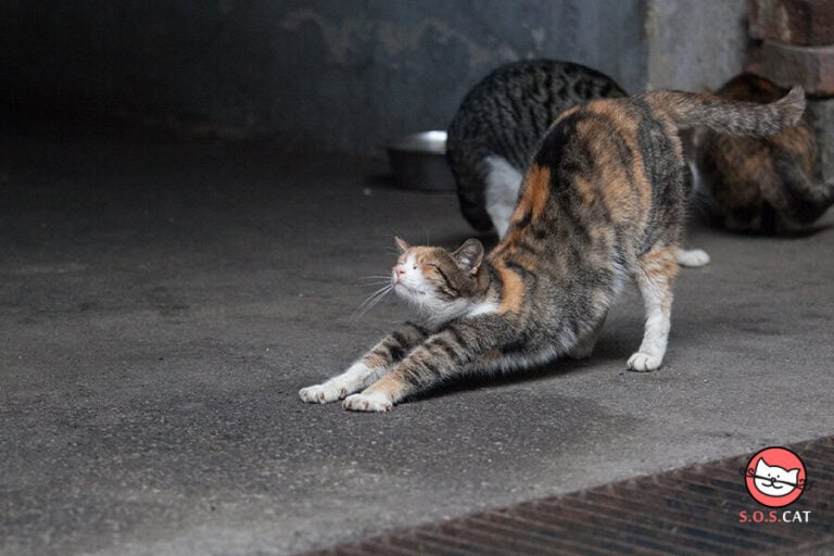 City feral cats