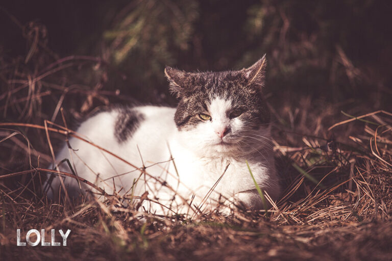 Feral cats in my yard