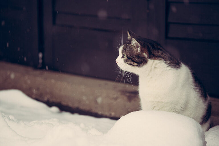 Cats, the snowy day
