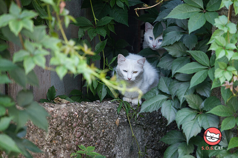City feral cats
