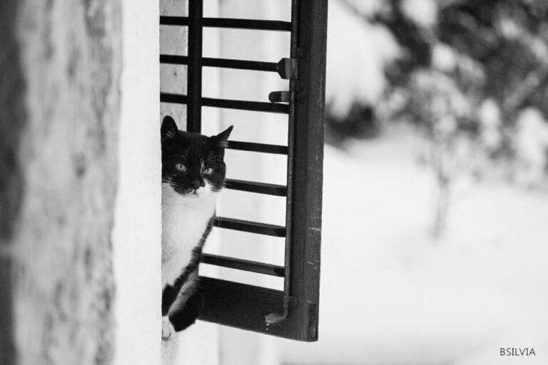 Cats and snow