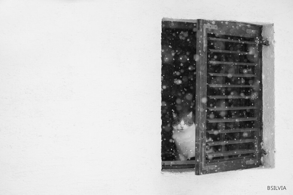 Cats and snow
