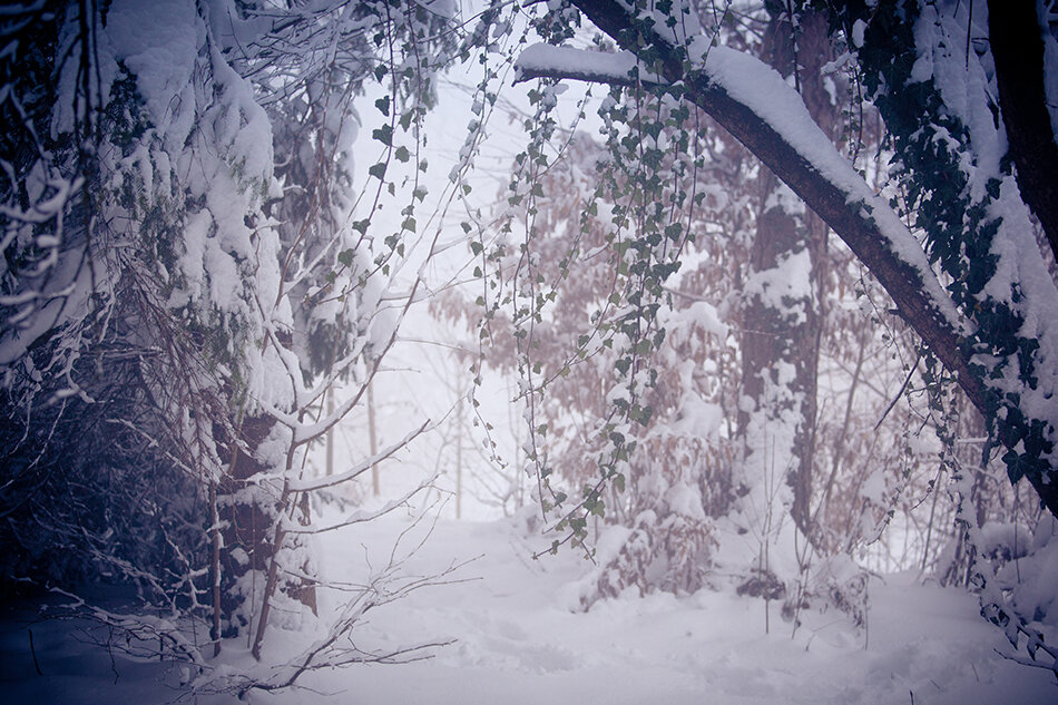 Winter sunset in my backyard.