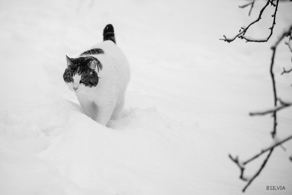 Cats and snow