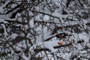 Snowy day in my backyard