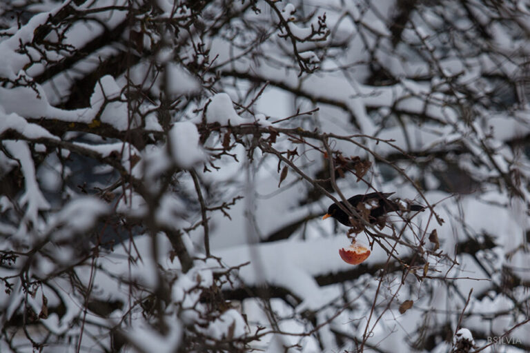 Snowy day in my backyard