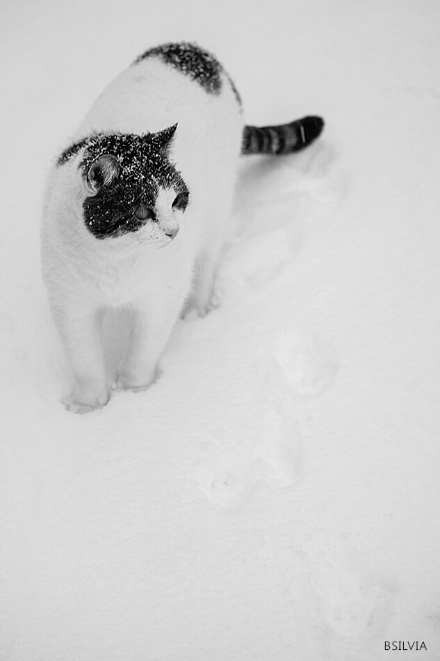 Cats and snow