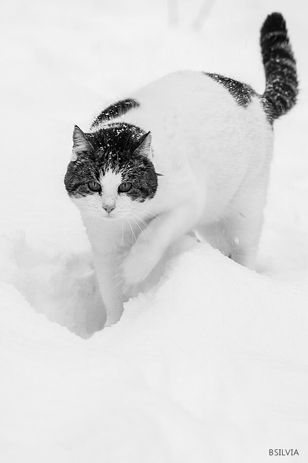 Cats and snow