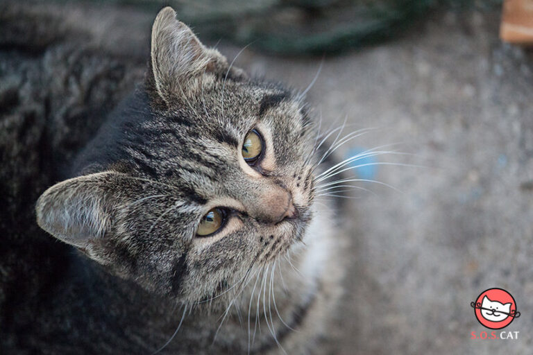 Adopt a cat