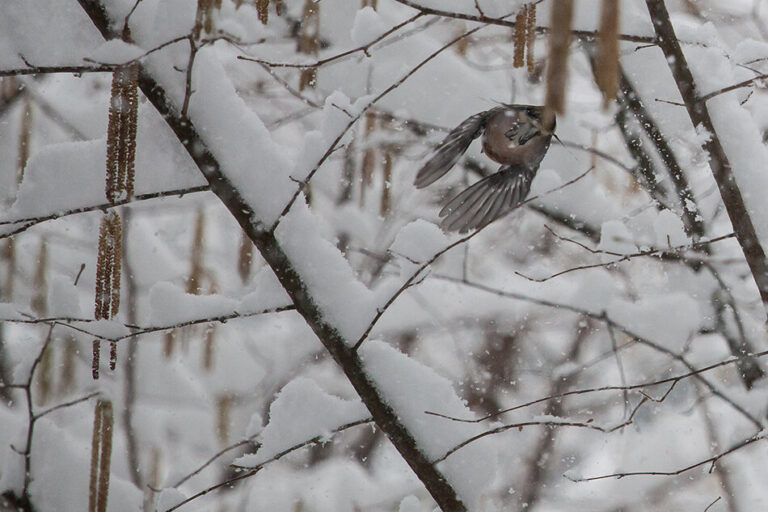 Birding